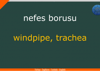 TÜRKÇE – İNGİLİZCE  / TURKISH – ENGLISH  Test – Quiz (Vücudun Bölümleri – Parts Of The Body)