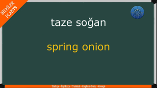 BİTKİLER – PLANTS –  / Test – Quiz / Soru – Cevap / (Türkçe – İngilizce / Turkish – English)
